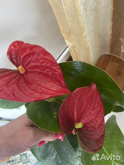 Антуриум Эдиссон