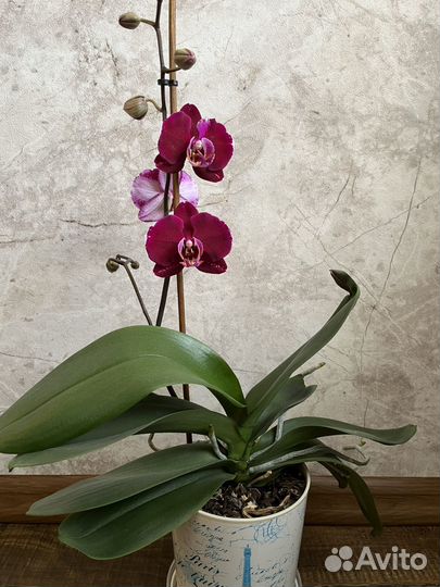 Орхидея фаленопсис