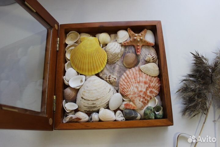 Морские ракушки раковины набором