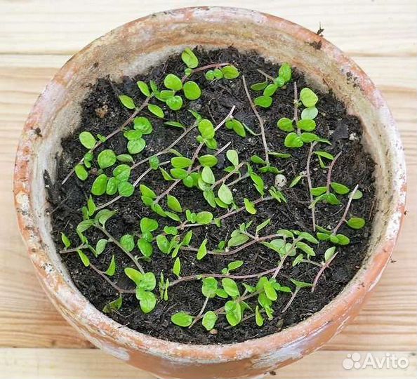 Солейролия