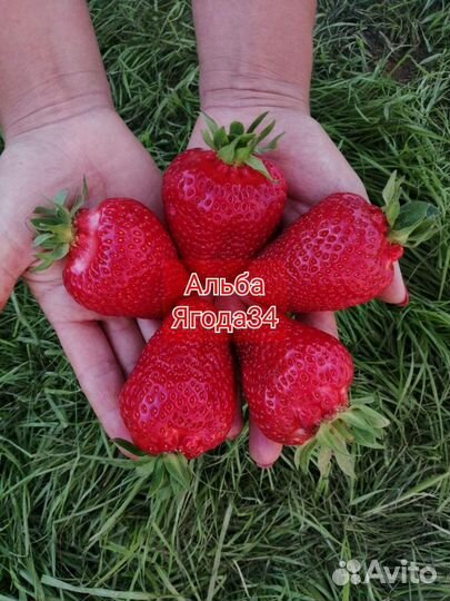 Рассада Саженцы Клубники