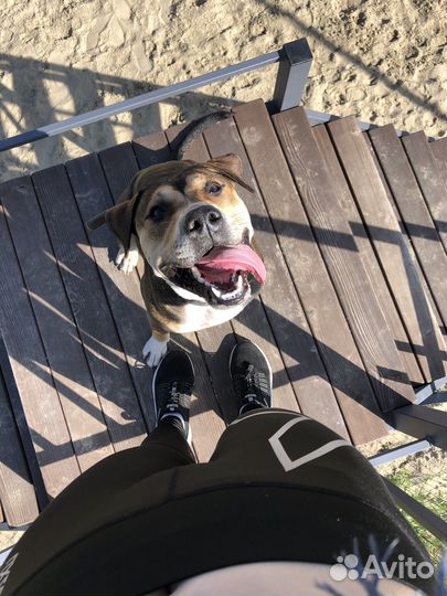 Выгул собак