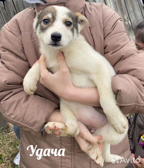 Щенок в добрые руки бесплатно