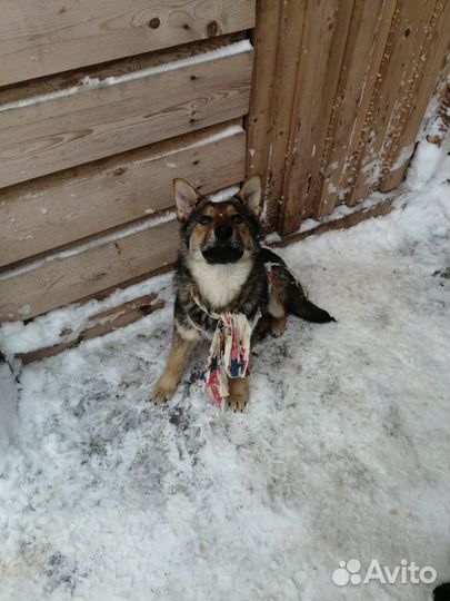 Восточноевропейская овчарка