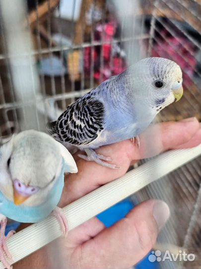 Волнистый попугай пара