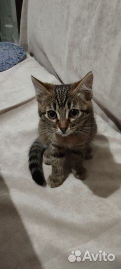 Кошка в дар