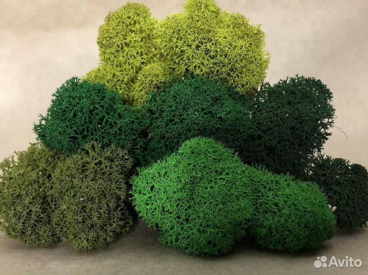 Стабилизированный мох, ягель, розница и опт