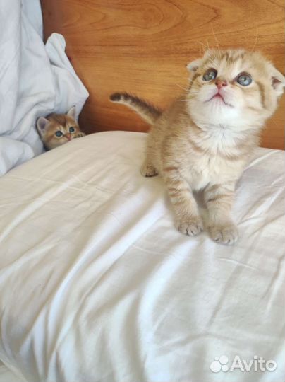 Котята золотая шиншилла