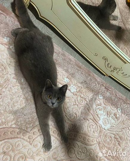 Отдаем в добрые руки кошечку