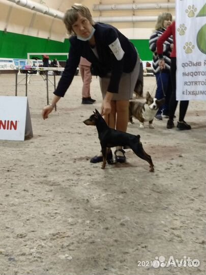 Вязка цвергпинчер