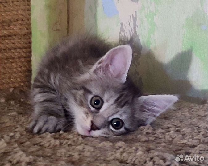 Котята мейн-кун полидакт