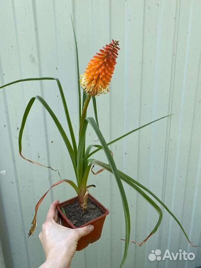 Книфофия Альказар в контейнере P9 (зкс)