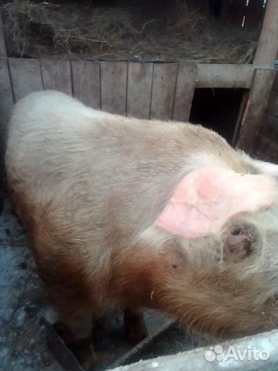 Хряк на племя
