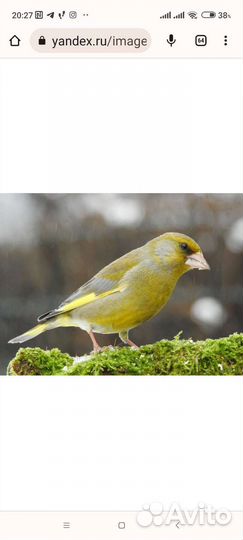 Певчие птицы