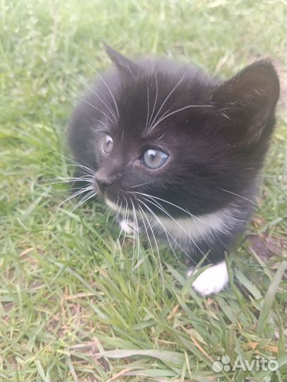 Котята