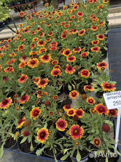 Цветы многолетние и кустарники из своего сада