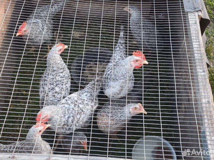 Петушки Борковские Барвистые 3 и 4 мес