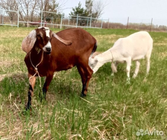 Козы 50/50 нубийцы/камори