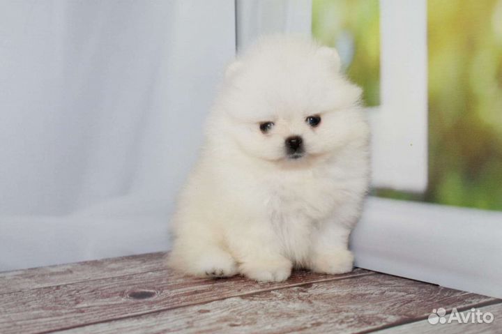 Померанский шпиц mini мальчики