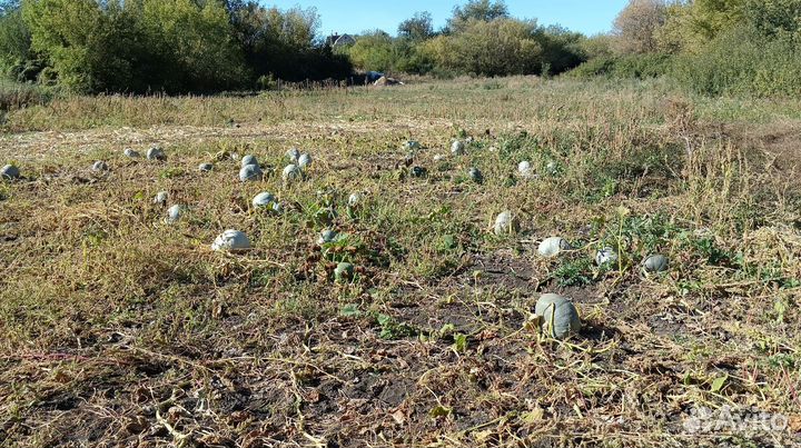 Тыква сладкая