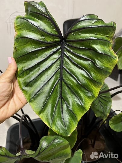 Маска фараона колоказия