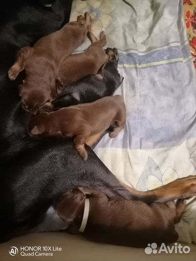 Продаются девочки добермана