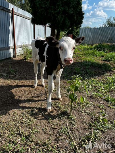 Джерсейская корова