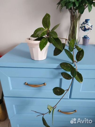 Хойя,сингониум Брокант, хлорофитум