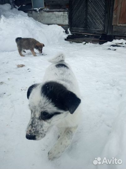 Маленькие собачки щенята в добрые руки