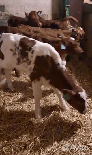 Бычки на откорм