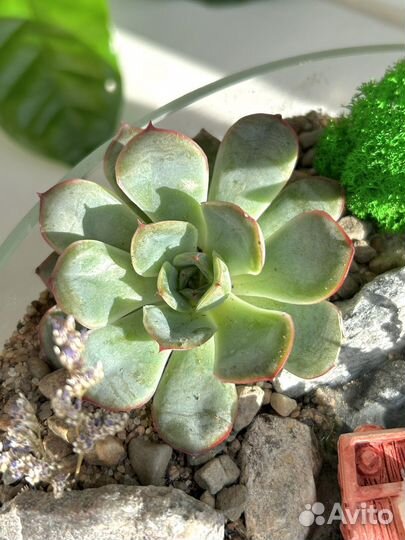 Флорариум с суккулентами
