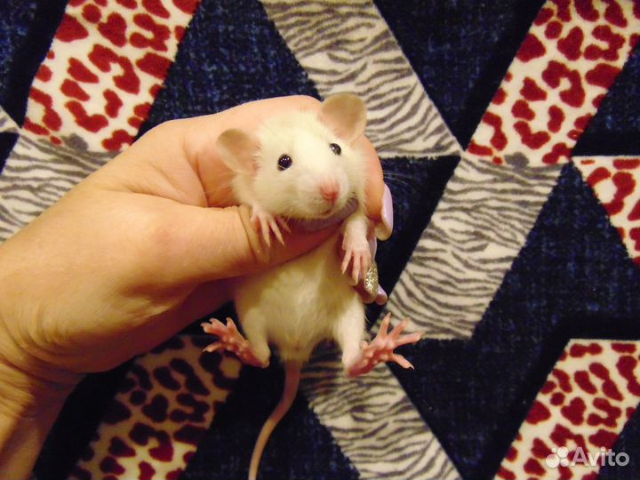 Крысы, крысята дамбо, клетки