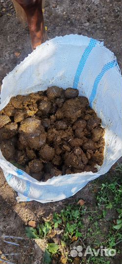 Конский навоз