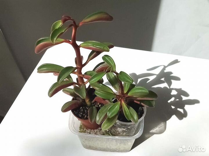 Пеперомия Гравеоленс Комнатные растения суккуленты