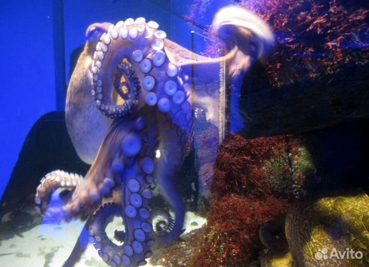 Мосаквариум