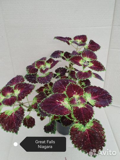 Колеусы вегетативные