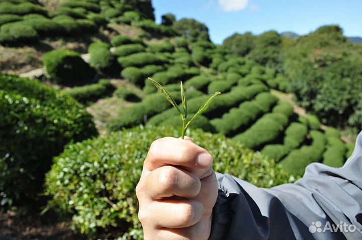 Чай Дун Дин Улун для любителей улуна