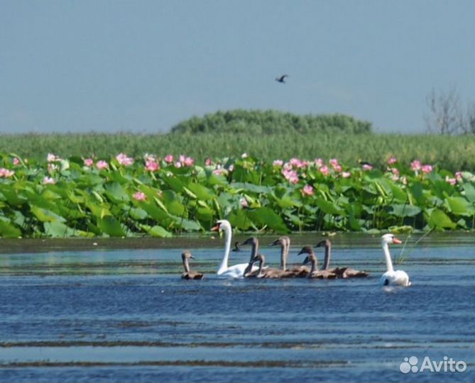 Экскурсии на лотосные поля/прогулка/рыбалка