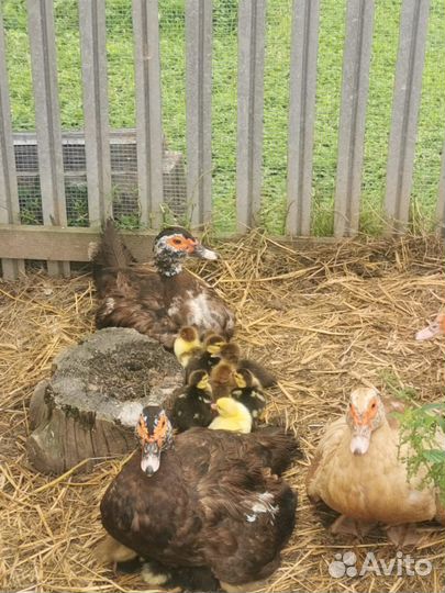 Индоутята (мускусные утята)