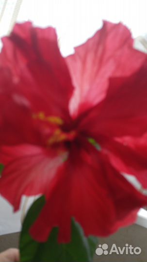 Фикусы, пальму и др