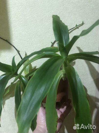 Комнатное растение, золотой ус ''