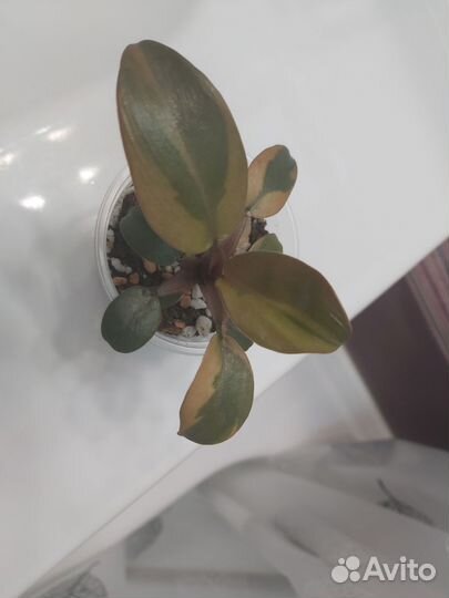 Филодендрон блек кардинал вариегатный