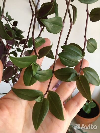 Традесканция мелколистная