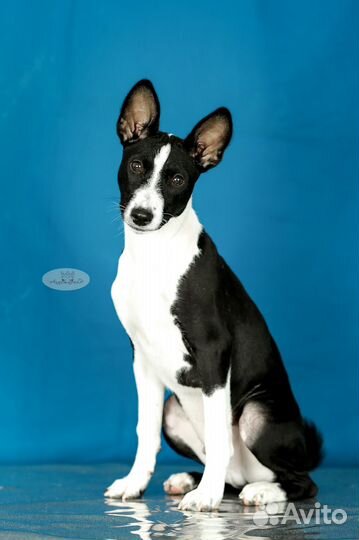 Щенки басенджи