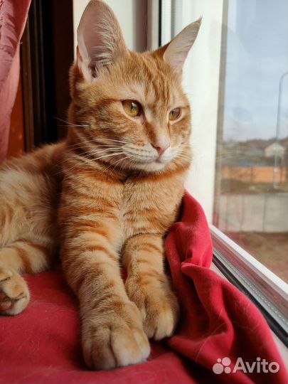 Кот курильский бобтейл
