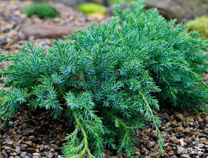 Можжевельник Блю Карпет