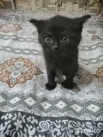 Котята в добрые руки бесплатно