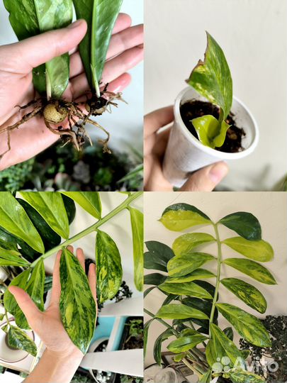 Замиокулькас вариегатный лонг лив