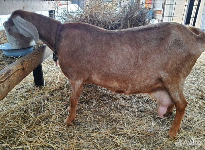 Коза нубийская