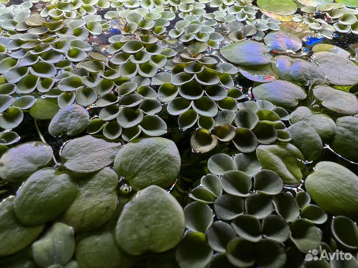 Аквариумные растения